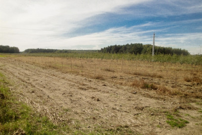 Działka Sprzedaż Mszczonów Tarczyńska