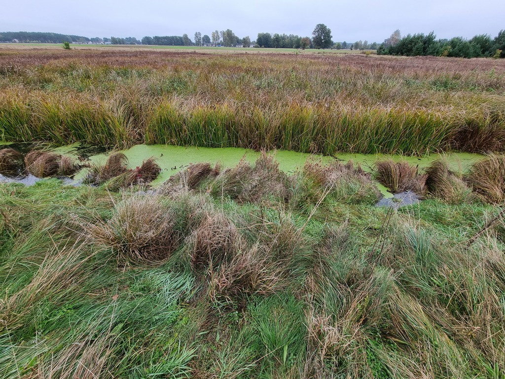 Działka Sprzedaż Borki Słowiańska 7