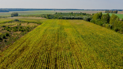 Dom Sprzedaż Bałki