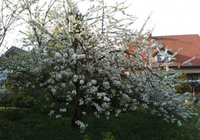 Działka Sprzedaż Szczecin Pogodno