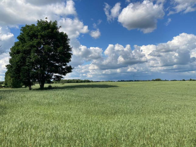 Działka Sprzedaż Mieruniszki 1