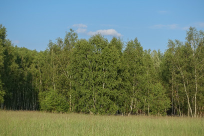 Działka Sprzedaż Grzepnica