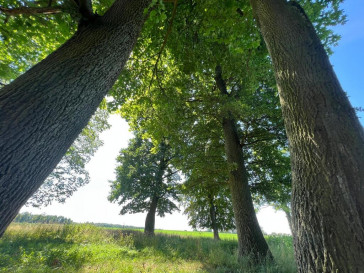 Dom Sprzedaż Skarpa