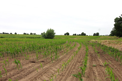 Działka Sprzedaż Gleźno