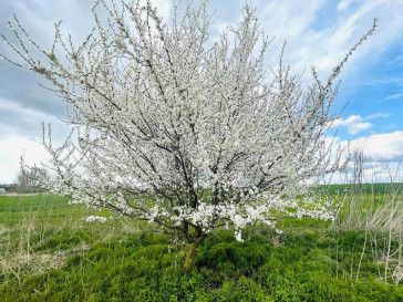 Działka Sprzedaż Krześlice