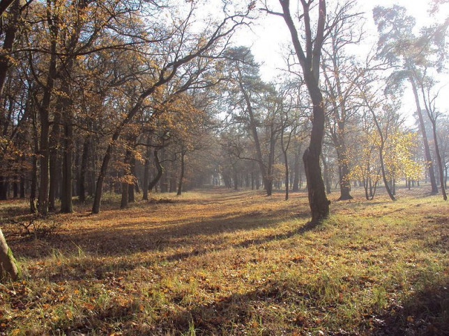 Działka Sprzedaż Rzędziny 6