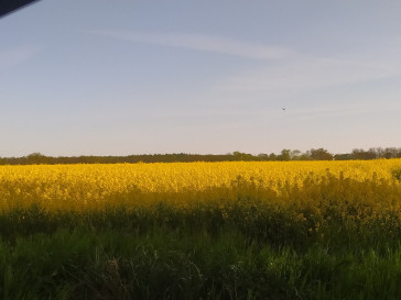 Działka Sprzedaż Bielkowo Zbożowa