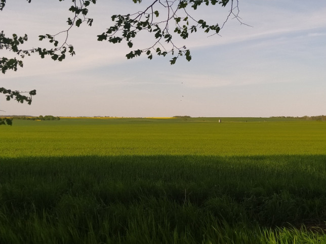 Działka Sprzedaż Bielkowo Sadowa 1