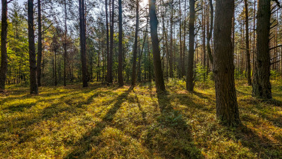 Działka Sprzedaż Wały