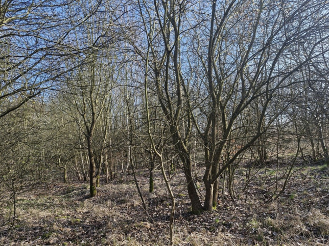 Działka Sprzedaż Stare Czarnowo Szczecińska 13