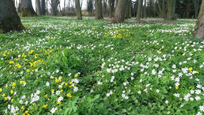 Obiekt Sprzedaż Kolonia Paplin