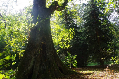 Obiekt Sprzedaż Kolonia Paplin