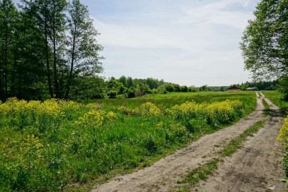 Działka Sprzedaż Waleriany