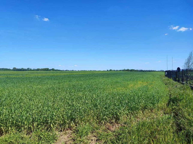 Działka Sprzedaż Kolonia Dolna-Grabowo 4