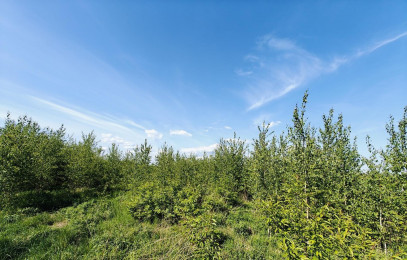 Działka Sprzedaż Goleniów