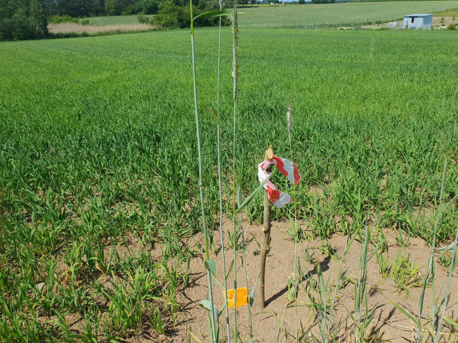 Działka Sprzedaż Zieleniewo 7