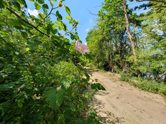 Działka Sprzedaż Zieleniewo 7